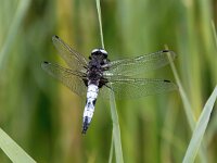 Libellula fulva 36, Bruine korenbout, Saxifraga-Bart Vastenhouw