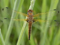 Libellula fulva 41, Bruine korenbout, Saxifraga-Willem van Kruijsbergen