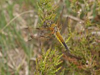 Libellula quadrimaculata 10, Viervlek, Saxifraga-Kees Marijnissen