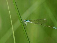 Nehalennia speciosa 2, Dwergjuffer, Vlinderstichting-Jaap Bouwman