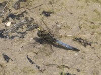 Orthetrum cancellatum 50, Gewone oeverlibel, Saxifraga-Willem van Kruijsbergen