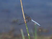 Orthetrum coerulescens 2, Beekoeverlibel, male, Vlinderstichting-Albert Vliegenthart
