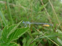 Platycnemis pennipes 12, Blauwe breedscheenjuffer, Saxifraga-Mark Zekhuis
