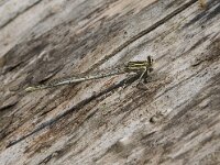 Platycnemis pennipes 53, Blauwe breedscheenjuffer, Saxifraga-Willem van Kruijsbergen