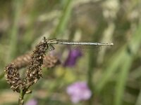 Platycnemis pennipes 54, Blauwe breedscheenjuffer, Saxifraga-Willem van Kruijsbergen