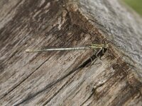 Platycnemis pennipes 55, Blauwe breedscheenjuffer, Saxifraga-Willem van Kruijsbergen