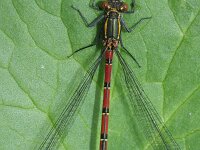 Pyrrhosoma nymphula 25, Vuurjuffer, Saxifraga-Rutger Barendse