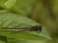 Pyrrhosoma nymphula 29, male, Vuurjuffer, Saxifraga-Jan van der Straaten