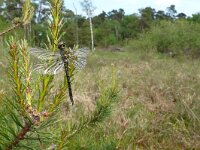 Somatochlora arctica 10, Hoogveenglanslibel, Saxifraga-Mark Zekhuis
