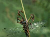 Somatochlora flavomaculata, Yellow-spotted Emerald