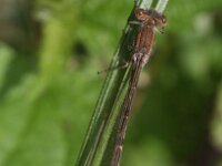 Sympecma fusca 4, Bruine winterjuffer, Vlinderstichting-Tim Termaat