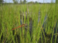 Sympetrum depressiusculum