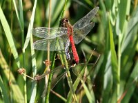 Sympetrum depressiusculum 7, Kempense Heidelibel, Saxifraga-Henk Baptist