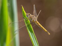 Sympetrum fonscolombii 10, Zwervende heidelibel, Saxifraga-Bart Heijne : 2024, Spanje, Sympetrum fonscolombii, april, insect, vakantie, voorjaar, zwervende heidelibel