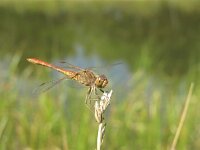 Sympetrum meridionale 5, Zuidelijke heidelibel, Saxifraga-Rob Felix : Animalia, Arthropoda, Insecta, Odonata, Project Natuurbalans, animal, arthropod, dargonfly, dier, dieren, geleedpotige, geleedpotigen, insect, insecten, juffer, libel, libellen