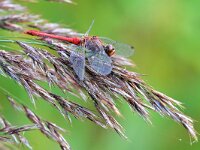 Sympetrum sanguineum 112, Bloedrode heidelibel, Saxifraga-Tom Heijnen