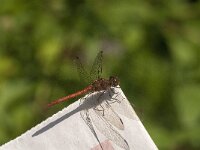 Sympetrum sanguineum 120, Bloedrode heidelibel, Saxifraga-Jan van der Straaten