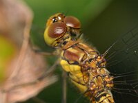 Sympetrum striolatum 100, Bruinrode heidelibel, Saxifraga-Tom Heijnen