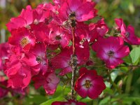 Sympetrum striolatum 105, Bruinrode heidelibel, Saxifraga-Tom Heijnen