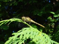Sympetrum striolatum 2, Bruinrode heidelibel, Saxifraga-Willem Jan Hoeffnagel