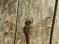 Dragonfly  Common darter (Sympetrum striolatum) resting on dead tree  Dragonfly  Common darter (Sympetrum striolatum) resting on dead tree : dragonfly, Common darter, Sympetrum striolatum, resting, dead tree, insect, fauna, wildlife, wild animal, animal, outside, outdoors, nobody, no people, nature, natural, summer, summertime, closeup, close-up, macro