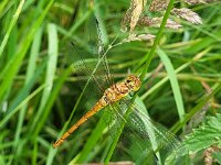 Sympetrum striolatum 66, Bruinrode heidelibel, Saxifraga-Ben Delbaere
