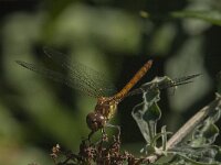Sympetrum striolatum 73, Bruinrode heidelibel, Saxifraga-Jan van der Straaten