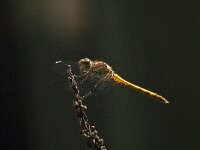 Sympetrum striolatum 75, Bruinrode heidelibel, Saxifraga-Jan van der Straaten