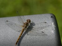 Sympetrum striolatum 79, Bruinrode heidelibel, Saxifraga-Jan van der Straaten