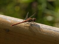 Sympetrum striolatum 87, Bruinrode heidelibel, male, Saxifraga-Jan van der Straaten