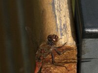Sympetrum striolatum 89, Bruinrode heidelibel, male, Saxifraga-Jan van der Straaten
