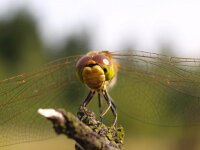 Sympetrum vulgatum 17, Steenrode heidelibel, Saxifraga-Rudmer Zwerver