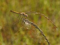 Steenrode heidelibel-V- #02 : Steenrode heidelibel, Vagrant Darter, Sympetrum vulgatum, female
