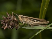 Chorthippus albomarginatus