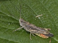 Chorthippus brunneus #02947 : Chorthippus brunneus, Field grasshopper, Bruine sprinkhaan