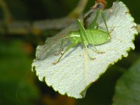 Leptophyes punctatissima #08289 : Leptophyes punctatissima, Speckled bush-cricket, Struiksprinkhaan