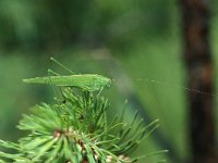Phaneroptera falcata, Sickle-bearing Bush-cricket