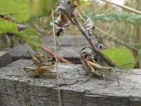 Chorthippus apricarius 6, Locomotiefje, Saxifraga-Rob Felix : Animalia, Arthropoda, Insecta, Orthoptera, animal, arthropod, dier, dieren, geleedpotige, geleedpotigen, grasshopper, insect, insecten, krekel, sprinkhaan, sprinkhanen en krekels