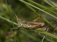 Chorthippus apricarius 8, Locomotiefje, Saxifraga-Paul Westrich