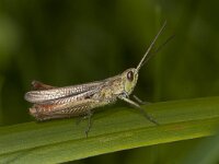 Chorthippus dorsatus 2, Saxifraga-Paul Westrich