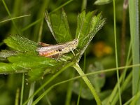 Chorthippus dorsatus 3, Saxifraga-Paul Westrich