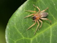 Clubionidae sp 2, Saxifraga-Tom Heijnen