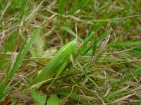 Conocephalus discolor 2, Zuidelijk spitskopje, Saxifraga-Willem Jan Hoeffnagel
