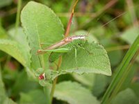 Conocephalus discolor 4, Zuidelijk spitskopje, Saxifraga-Jaap Bouwman