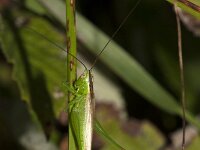 Conocephalus discolor 8, Zuidelijk spitskopje, Saxifraga-Paul Westrich
