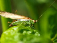 Conocephalus dorsalis 11, Spitskopje, Saxifraga-Rudmer Zwerver
