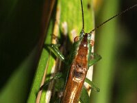 Conocephalus dorsalis 6, Spitskopje, Saxifraga-Rutger Barendse