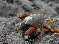 Gryllotalpa gryllotalpa 7, Veenmol, Saxifraga-Jeroen Willemsen