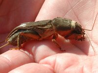 Gryllotalpa gryllotalpa 8, Veenmol, Saxifraga-Mark Zekhuis