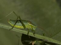 Isophya kraussi 2, Saxifraga-Paul Westrich